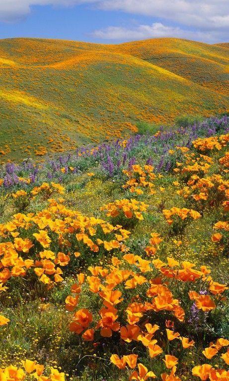 Mystic Whispers Floral Symphony